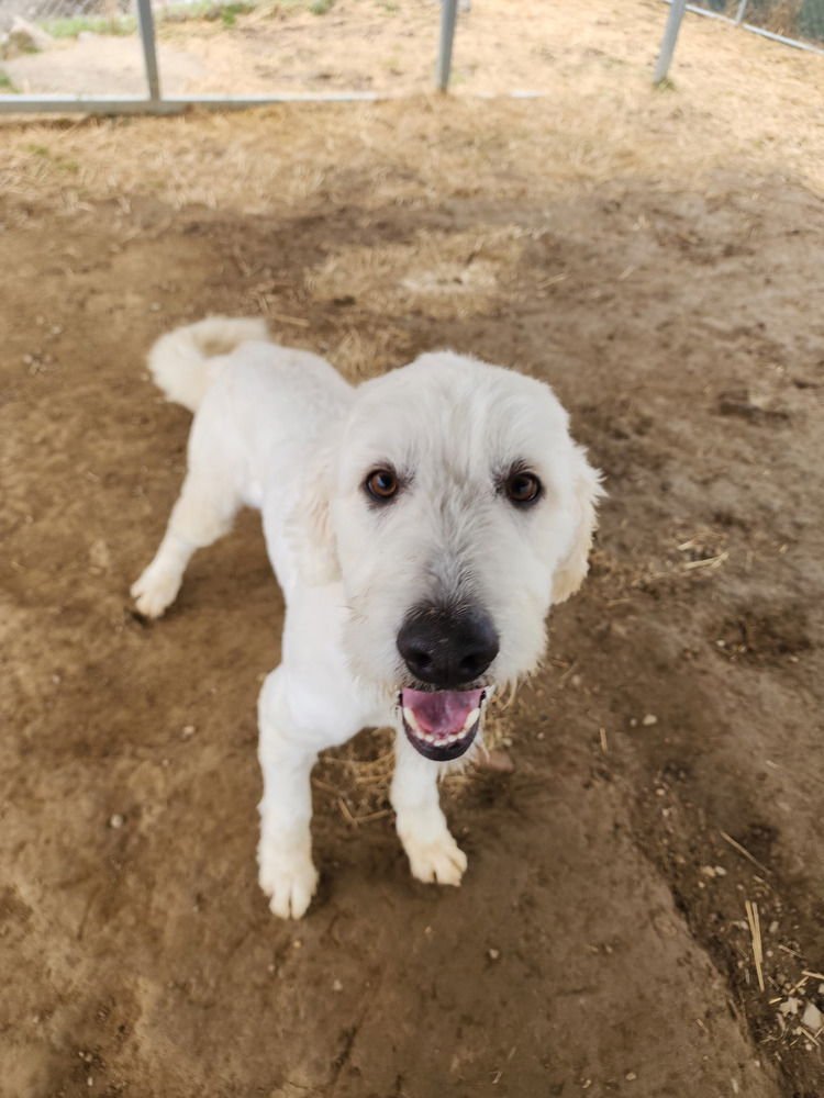 COOPER - Great Pyrenees available for adoption