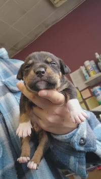 Sarge - Photo 3