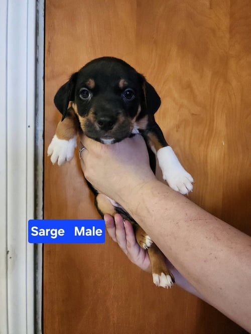 SARGE - Pit Bull Terrier available for adoption