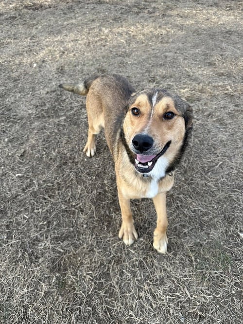 CLOVE - Terrier available for adoption