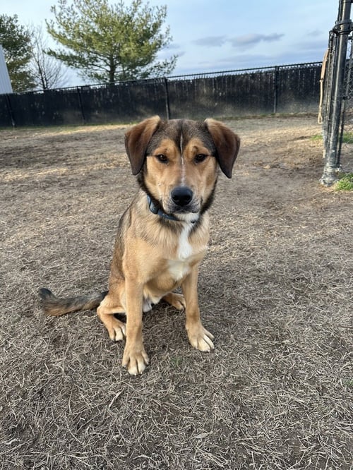 CLOVE - Terrier available for adoption