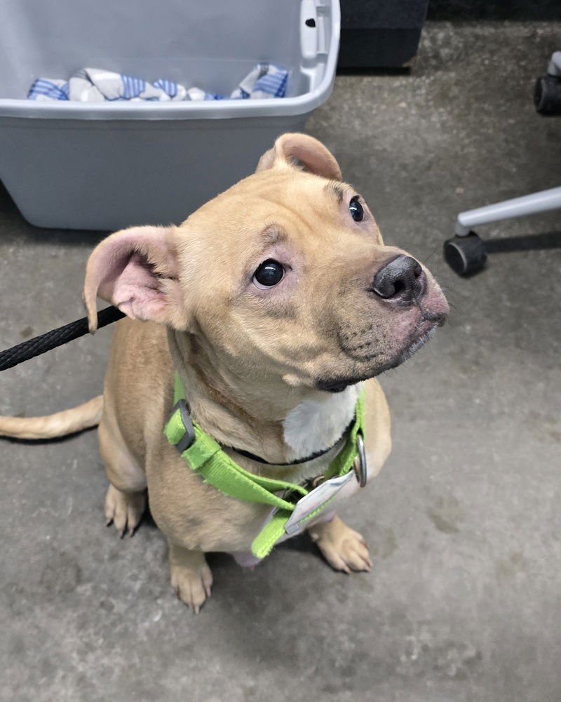 LUNAR - Pit Bull Terrier available for adoption