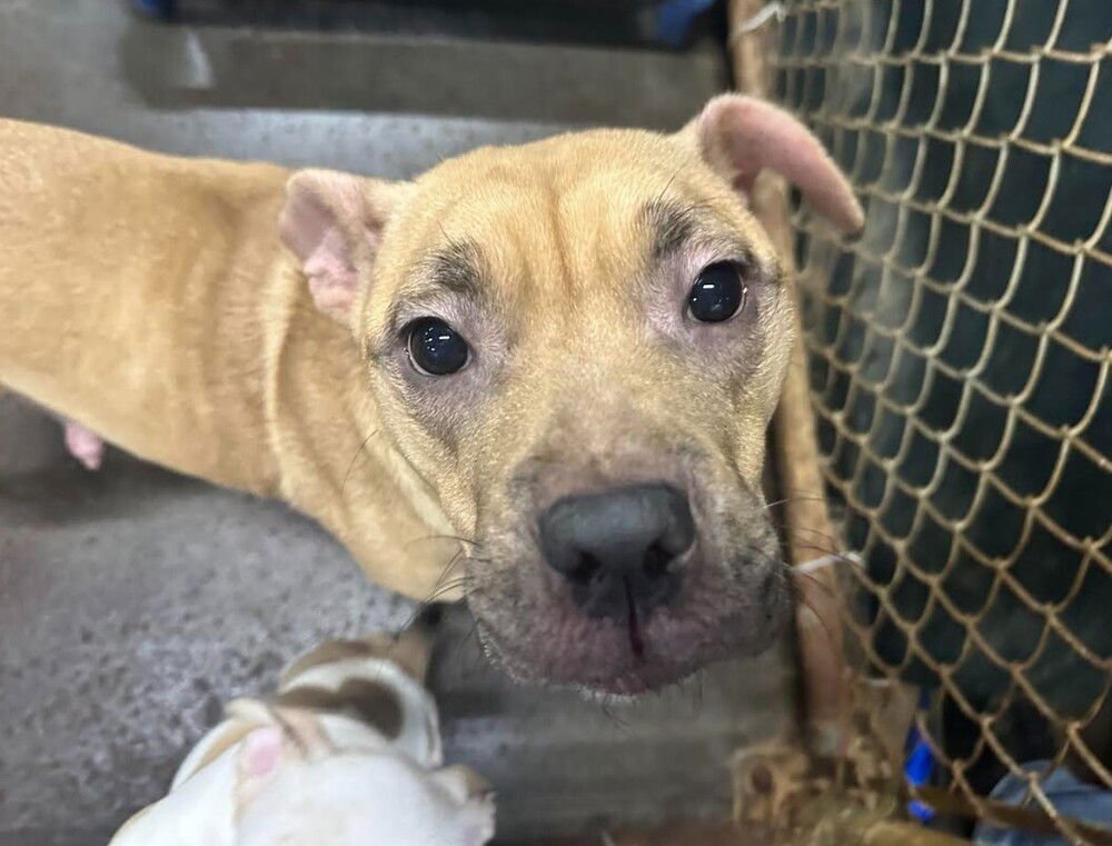 LUNAR - Pit Bull Terrier available for adoption