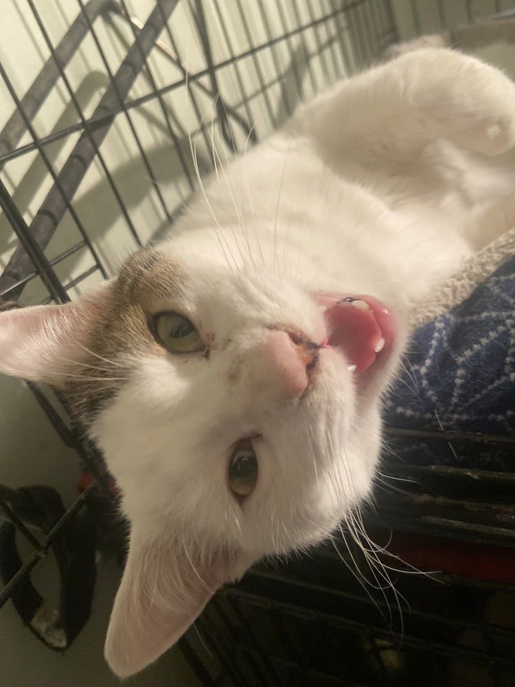 MCCHICKEN FLUFFERNUGGET - Domestic Short Hair available for adoption