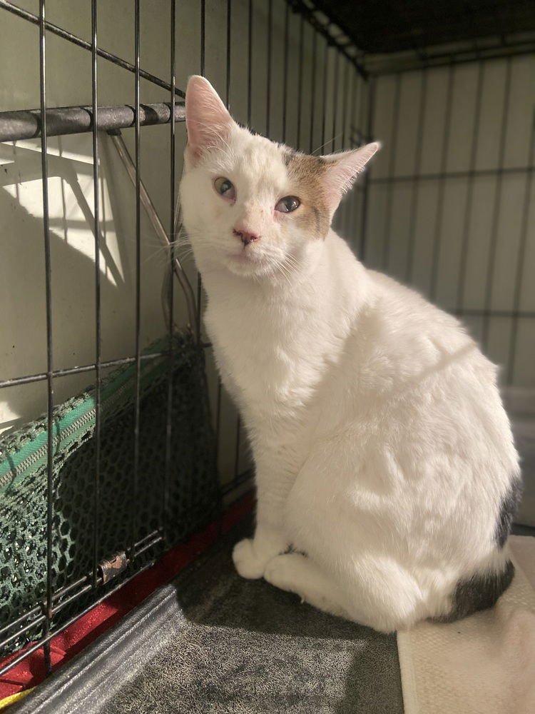 MCCHICKEN FLUFFERNUGGET - Domestic Short Hair available for adoption