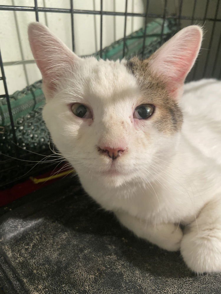 McChicken Fluffernugget - Photo 3