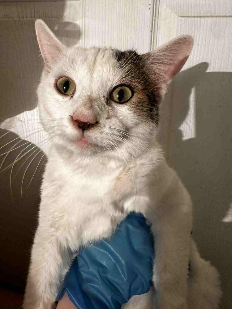 McChicken Fluffernugget - Photo 4