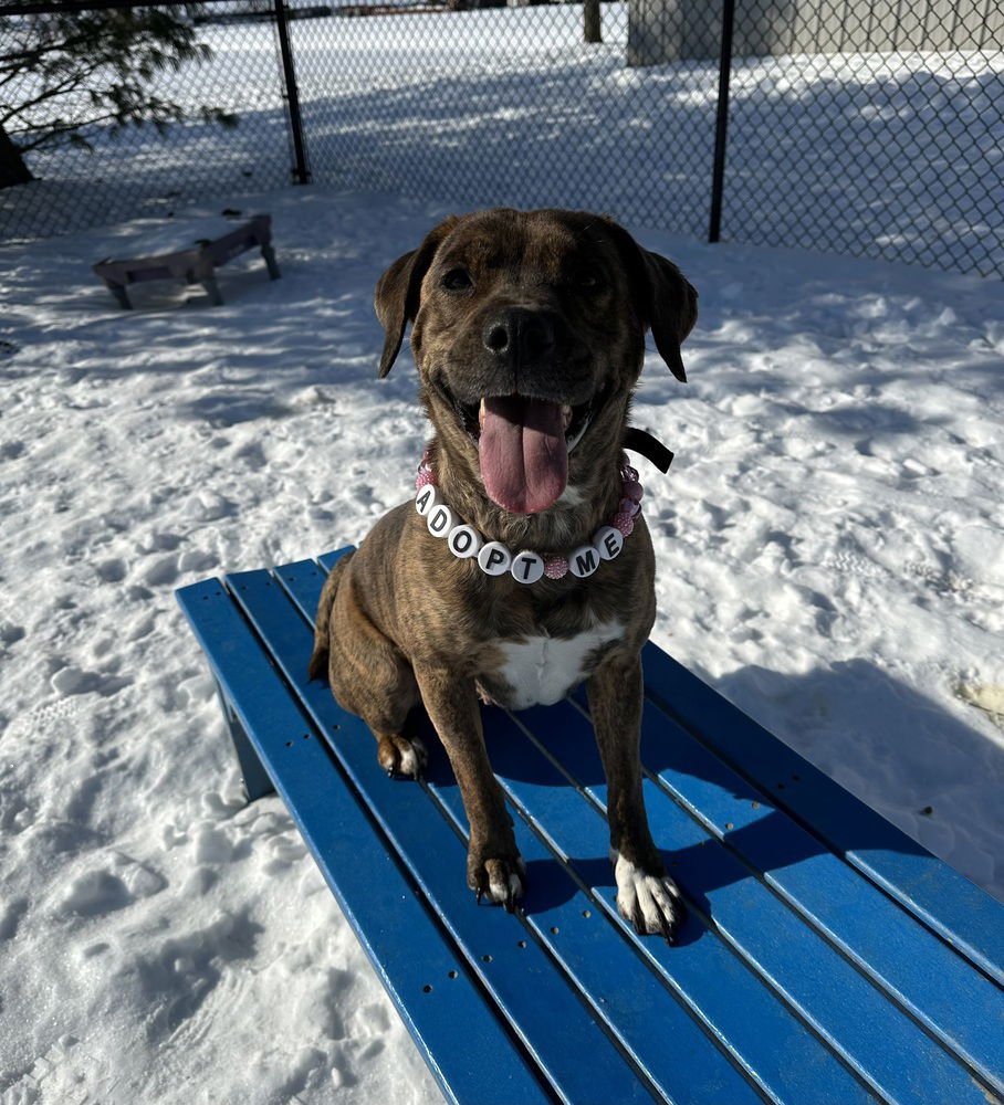 CHI CHI - Boxer / Hound available for adoption