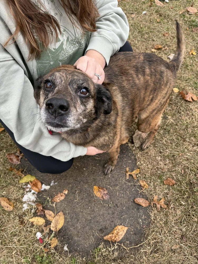 NALA - Shepherd available for adoption