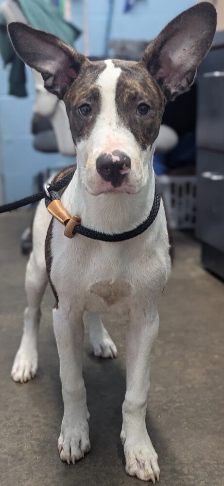 SID - Bull Terrier available for adoption