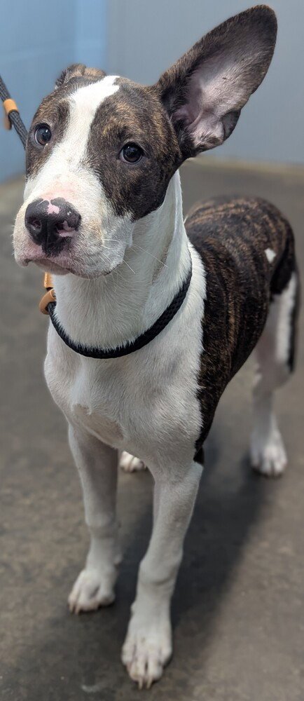 SID - Bull Terrier available for adoption