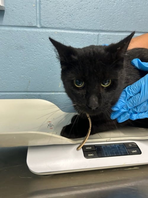 SPARROW - Domestic Short Hair available for adoption