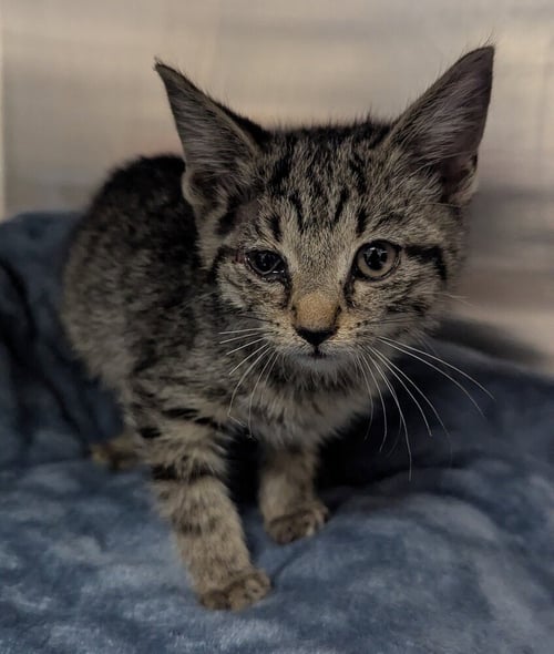 ANDY - Domestic Short Hair available for adoption
