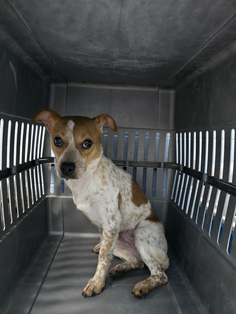 STARLA - Terrier available for adoption