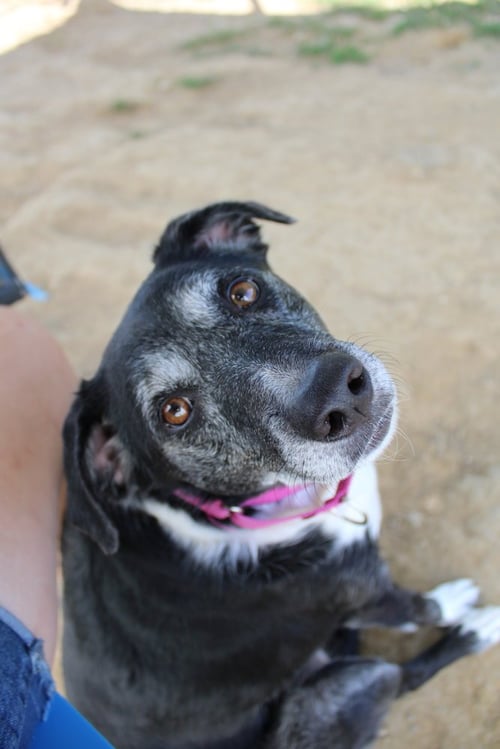 MINNIE MOUSE - Australian Shepherd available for adoption