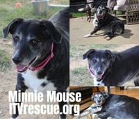 Minnie Mouse - Photo 2
