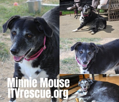 MINNIE MOUSE - Australian Shepherd available for adoption