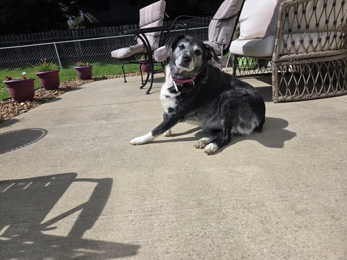 MINNIE MOUSE - Australian Shepherd available for adoption