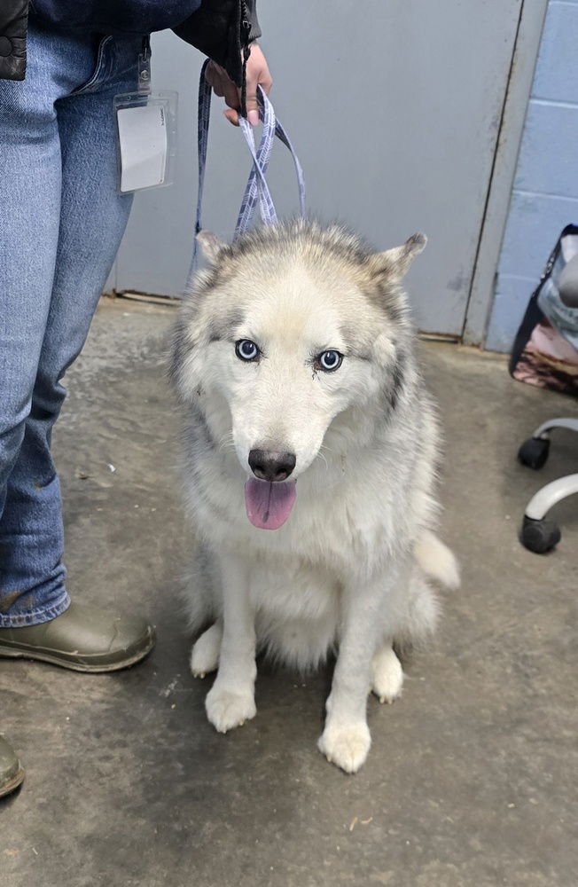ALASKA - Husky available for adoption