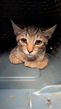 Gato - Photo 1