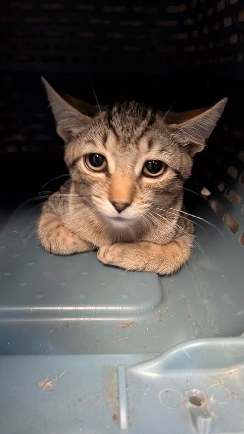 GATO - Domestic Short Hair available for adoption