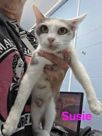 Suzie - Photo 4