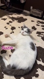 Suzie - Photo 3