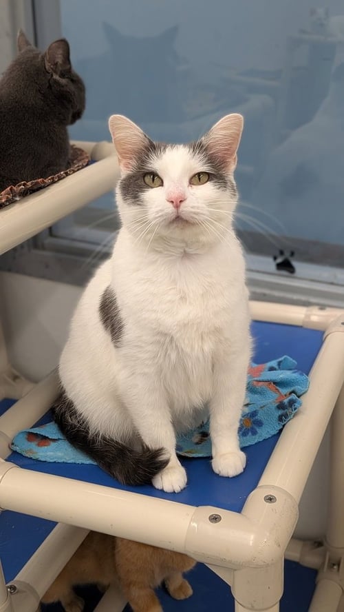 SUZIE - Domestic Short Hair available for adoption