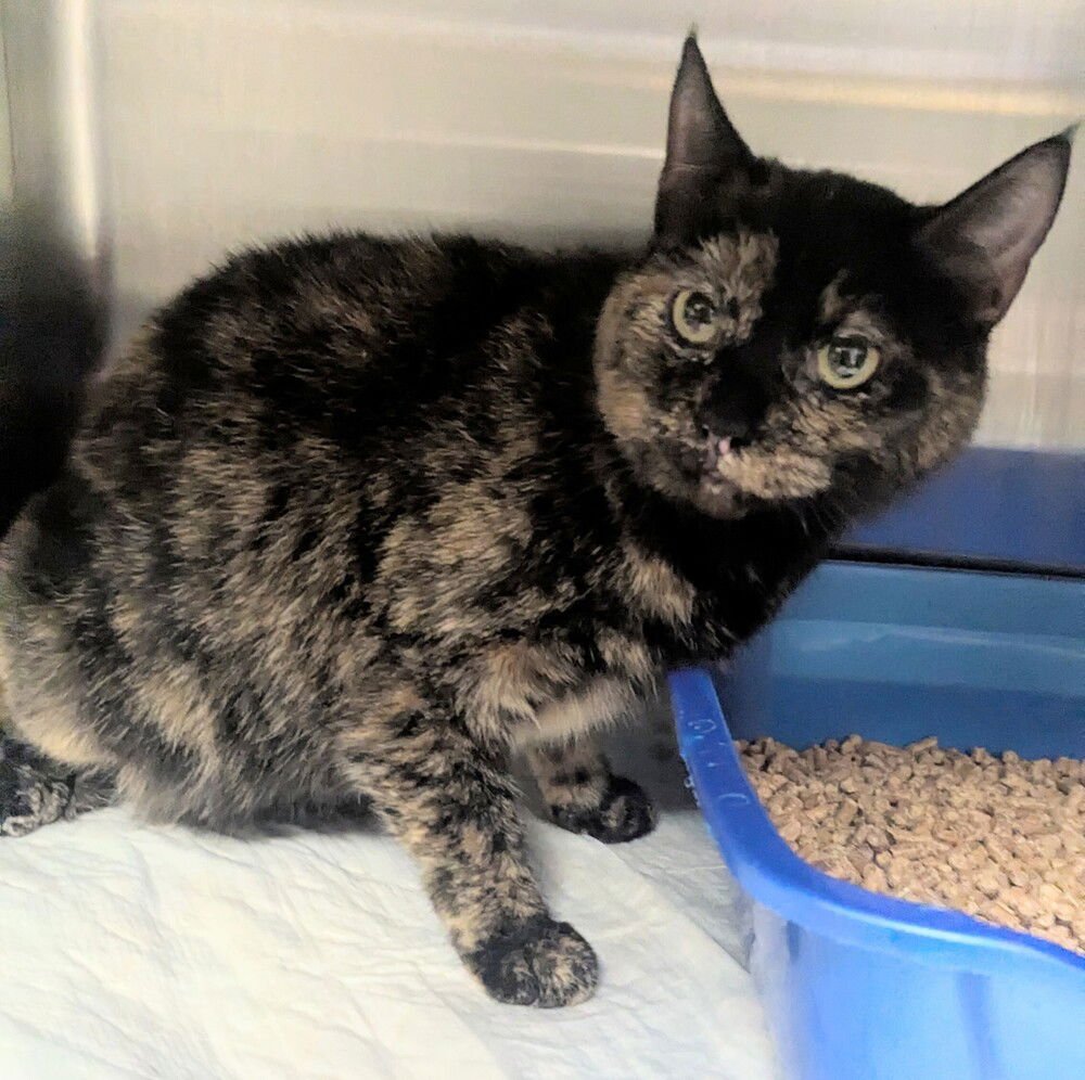 SHELBY - Domestic Short Hair available for adoption