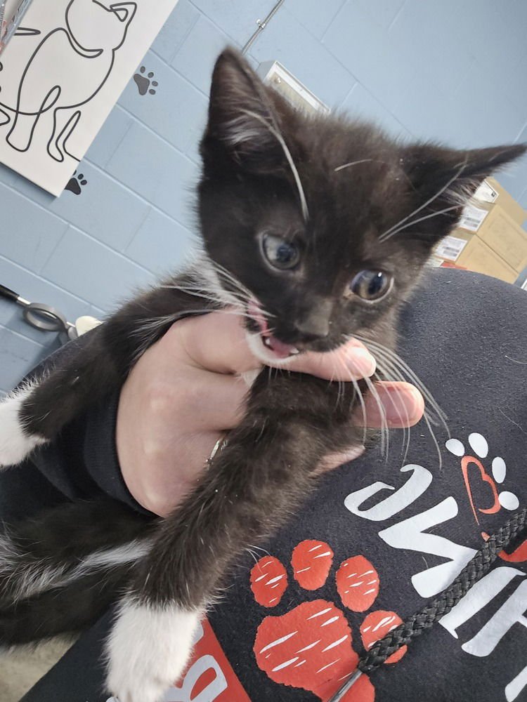 VIZIO - Domestic Short Hair available for adoption