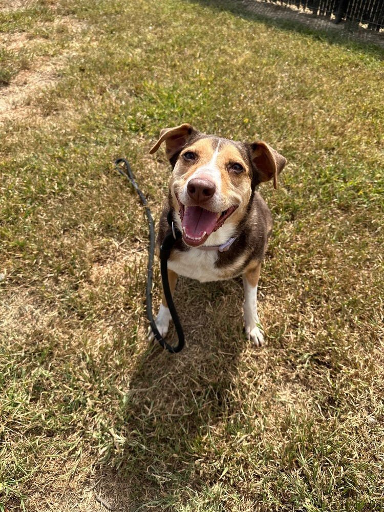 TRUFFLE - Miniature Pinscher / Beagle available for adoption
