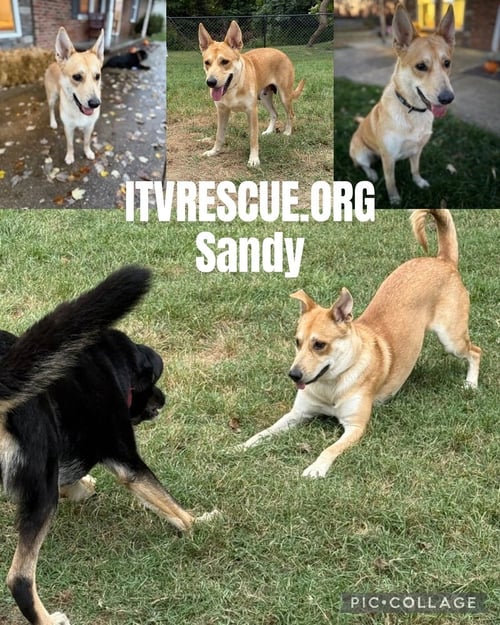 SANDY - Shepherd / Siberian Husky available for adoption