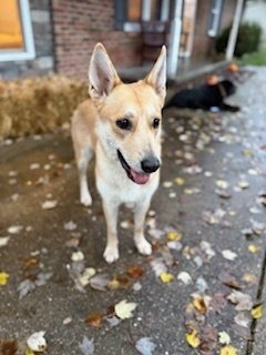 SANDY - Shepherd / Siberian Husky available for adoption