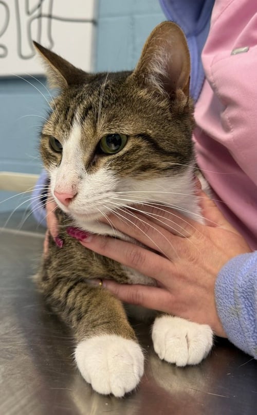 SPHEN - Domestic Short Hair for adoption in Evansville
