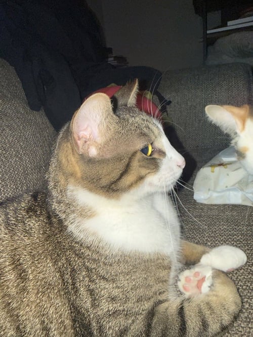 SPHEN - Domestic Short Hair available for adoption