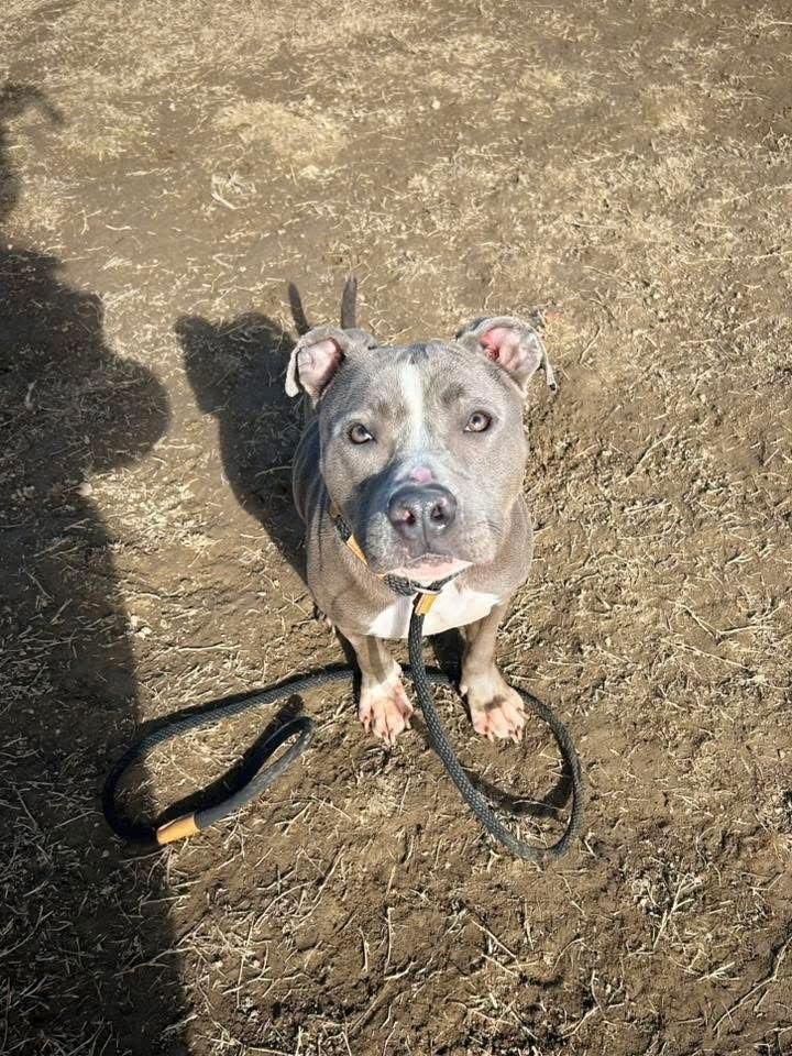 BHODIE - Pit Bull Terrier available for adoption