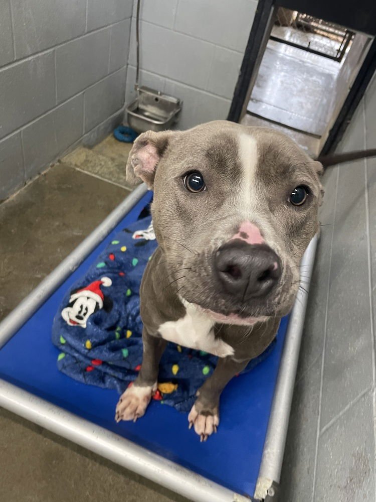 BHODIE - Pit Bull Terrier available for adoption