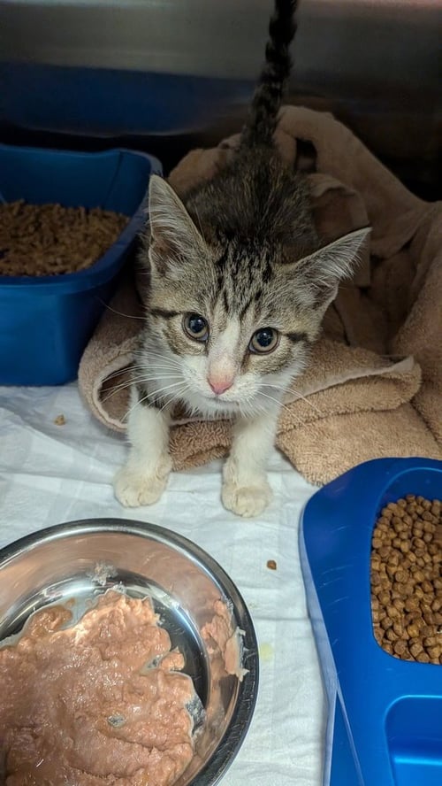 ROCKY MOUNTAIN - Domestic Short Hair available for adoption