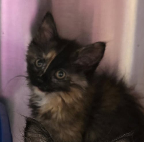 DREAMCLOUD - Domestic Short Hair available for adoption