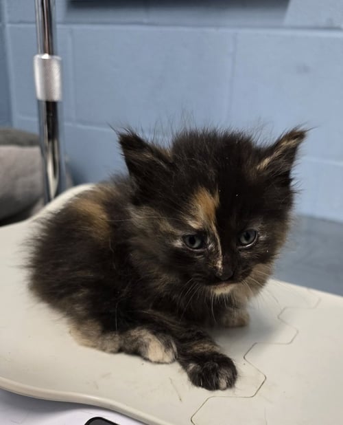 DREAMCLOUD - Domestic Short Hair available for adoption