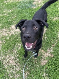 Barney - Photo 3