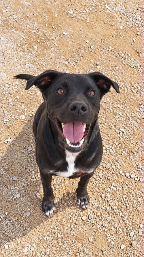 BARNEY - Labrador Retriever available for adoption