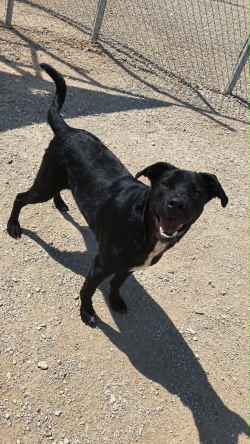 BARNEY - Labrador Retriever available for adoption