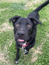Barney - Photo 4
