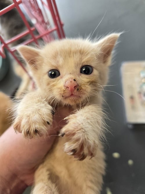 RADON - Domestic Short Hair available for adoption