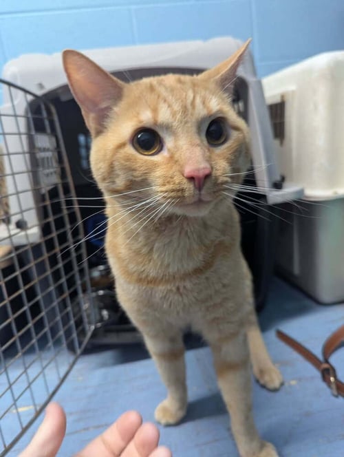 POPPY JO - Domestic Short Hair available for adoption