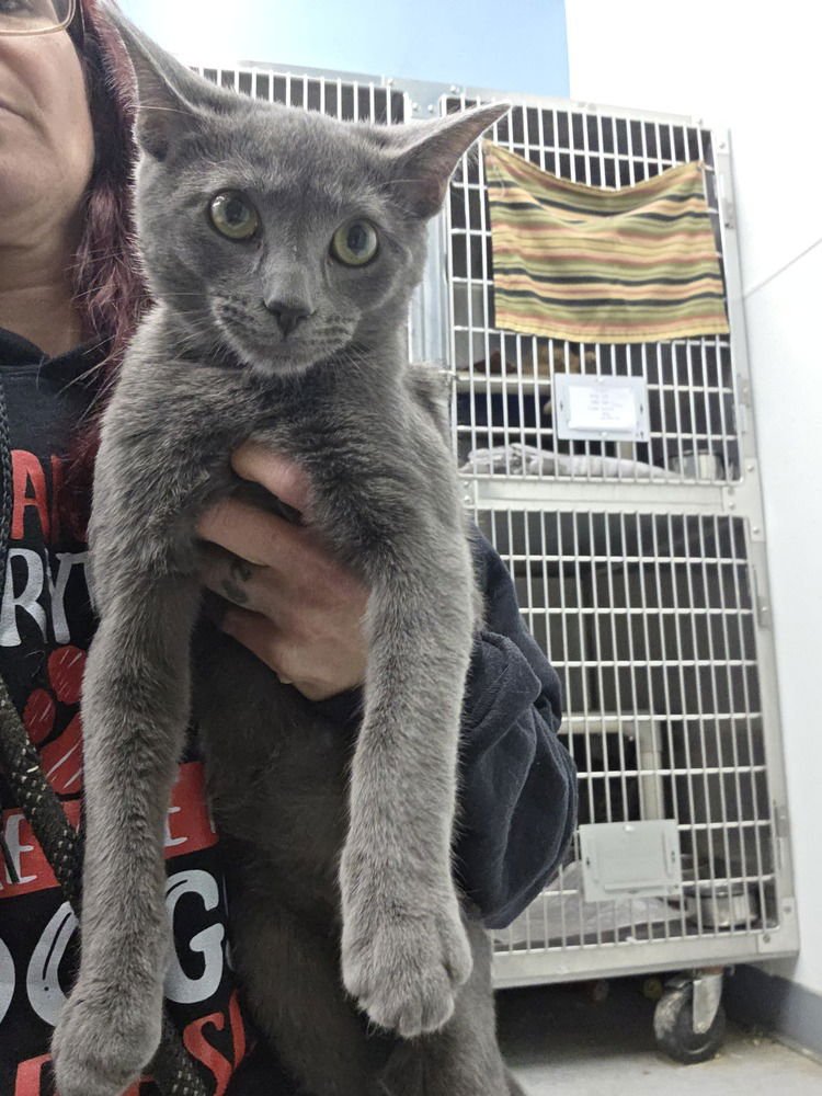 HALE - Domestic Short Hair available for adoption