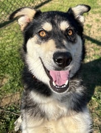 Stella - Photo 1