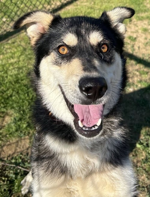 STELLA - Husky / Shepherd available for adoption