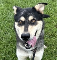 Stella - Photo 3